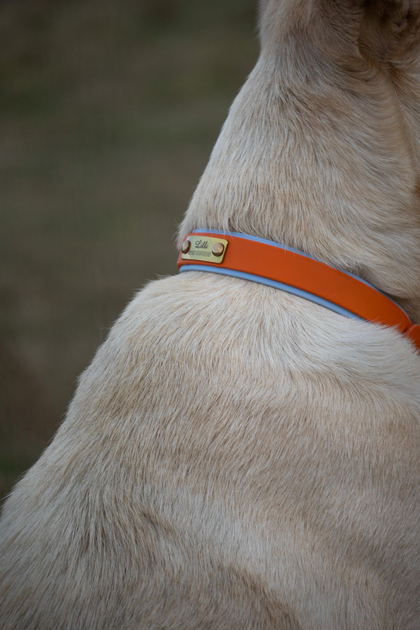 Biothane-Halsband "Garda"