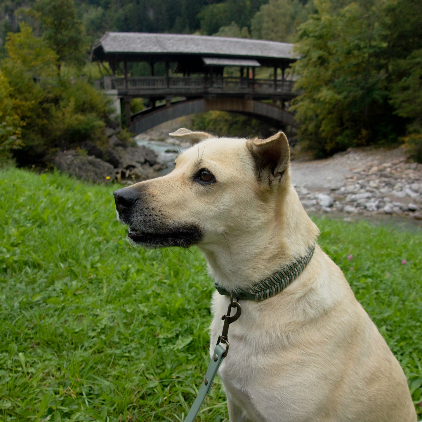 Biothane-Halsband "Binz" - Foggy x Taupe