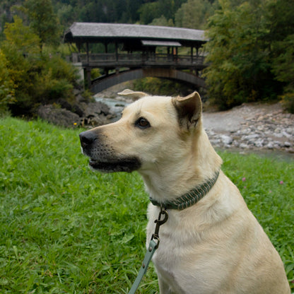 Biothane-Halsband "Binz" - Foggy x Taupe